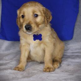 Bernese Mountain Dog and Golden Retriever Puppies from Colson Kennels