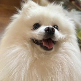 Ragnar - Pomeranian