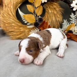 Ian - Brown and white male Bernedoodle puppy in Austin, Texas from Boutique Bernedoodles & Co.