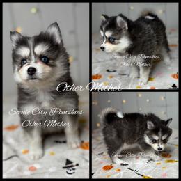 The Other Mother - Black and white female Pomsky puppy in Rossville, Georgia from Scenic City Pomskies