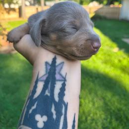 Silva - Fawn (isabella) and tan female Dachshund puppy in Jackson, Tennessee from BlackPine Kennels