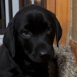 Skiff - Black male Labrador Retriever puppy in Longmont, Colorado from Cornwell Labradors