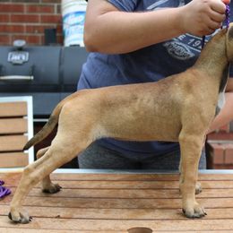 American Pit Bull Terrier Puppies from Mythos K9s