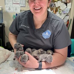 French Bulldog Puppies from Candice Thaggard