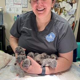 French Bulldog Puppies from Candice Thaggard