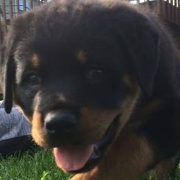 Rottweilers from VonBaker Rottweilers