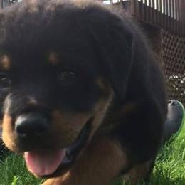 Rottweilers from VonBaker Rottweilers