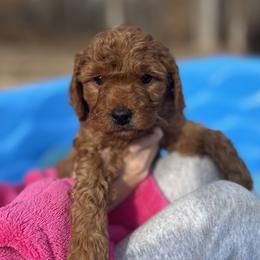 White collar - Red  male Goldendoodle puppy in North Carolina from Lynes of Doodles