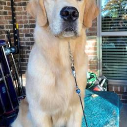 Golden Retriever Puppies from Aubergine Goldens