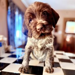 Drake - Brown and gray male Wirehaired Pointing Griffon puppy in Shelbyville, Texas from AndersonK9Kennels Bayou Beards