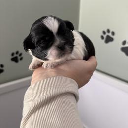 Pongo - Black and white male Shih Tzu puppy in Northridge, California from Our ShihTzu Family