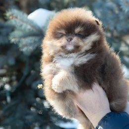 Pomeranian Puppies from 10.000 Lakes Pomeranians