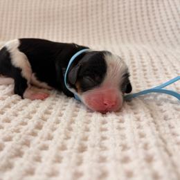 Flash - Tri-color male Cavalier King Charles Spaniel puppy in Katy, Texas from True Heart Cavaliers llc