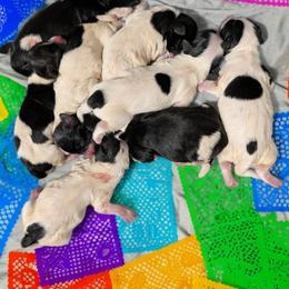 Viva - Black and white female Havanese puppy in Anderson, South Carolina from Moe's Goldens and HavAntics