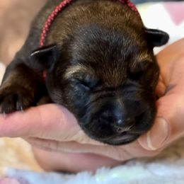 Boy 2 - Sable male German Shepherd puppy in La Porte, Indiana from Haus Kriegerhund