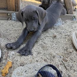 Weimaraner Puppies from Kennedy Weimaraners