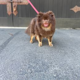 Bobby - Pomeranian