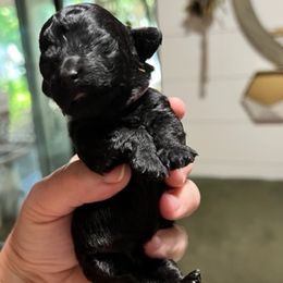 "Kona  (black female) smallest" Poodle Puppies from Willow Lake Mini Pups