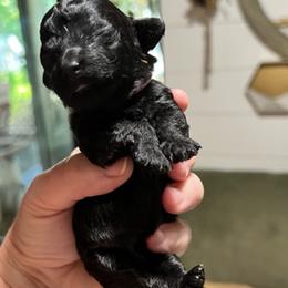 "Kona  (black female) smallest" Poodle Puppies from Willow Lake Mini Pups