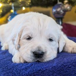 Pyra - Light golden female Golden Retriever puppy in Walnut Grove, Missouri from Forever Your Puppies