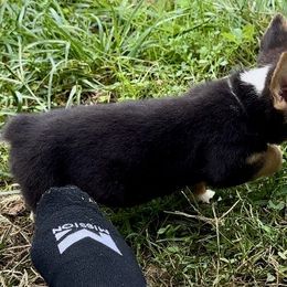 Boy 2 blue collar male - Pembroke Welsh Corgi puppy from K&S Quality Pembroke Welsh Corgi’s