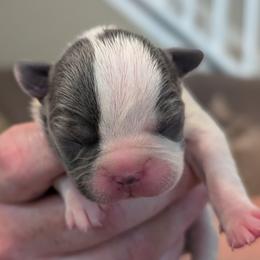 Jack (Black Collar) - Blue male Boston Terrier puppy in Littleton, Colorado from Boston Jelly Beans