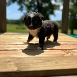 Tracker - Black tri male Miniature Australian Shepherd puppy in Doddridge, Arkansas from Huddleston Farm
