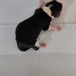 Green - Black white and tan female English Springer Spaniel puppy in Westmorland, California from IV Springers of California