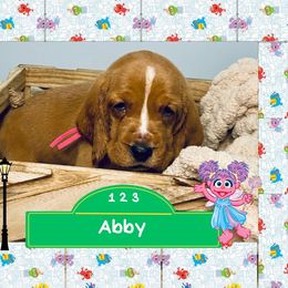 Abby - Mahogany and white female Basset Hound puppy in Tollesboro, Kentucky from Low and Slow Bassets