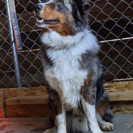 Australian Shepherd Puppies from Legacy Ranch Australian Shepherds