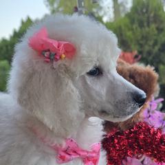Poodles from Sherri Perry NCMG