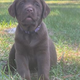 Purple collar - Chocolate female Labrador Retriever puppy in Orlando, Florida from Clarisma K9’s