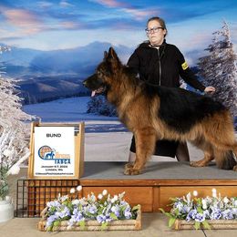 James bond - German Shepherd