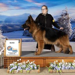 James bond - German Shepherd