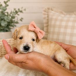 Hope - Cream female Goldendoodle puppy in Portland, Tennessee from Happy_Tails_by_TJ