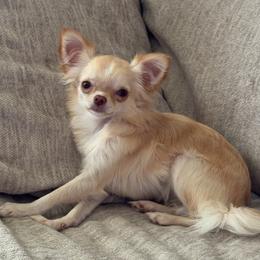 Sevyn - Cream and white female Chihuahua puppy in Austin, Indiana from Dog Bones N Harmony