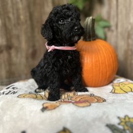 Acorn - Black female Goldendoodle puppy in Atlantic Beach, Florida from Glamorous Golden Doodles