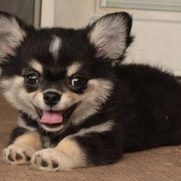 Chihuahua Puppies from Hart's Chihuahuas