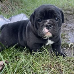 Bulldog and German Shorthaired Pointer Puppies from LyonHeart
