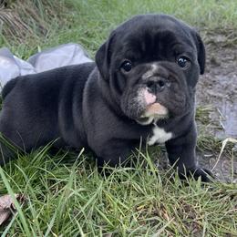 Bulldog and German Shorthaired Pointer Puppies from LyonHeart
