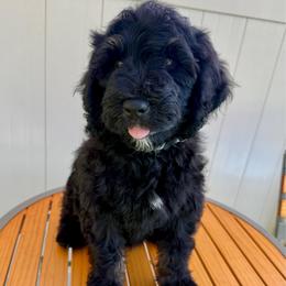 Black Jack - male Golden Mountain Doodle puppy in El Cajon, California from Golden Liberty Doodles