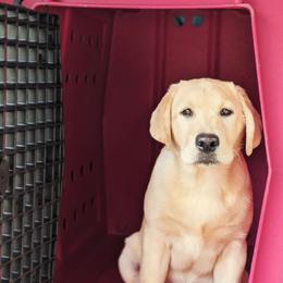 Labrador Retriever Puppies from BAK Forty Ranch