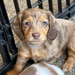 Purple Girl - Dapple female Dachshund puppy in Belfair, Washington from SnortVille Frenchies & CreekSide Mini Doxies