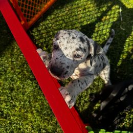 Great Dane Puppies from Denver Danes