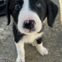 Bordoodle Puppies from Lunatic Kennel