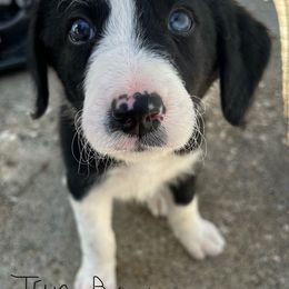Bordoodle Puppies from Lunatic Kennel