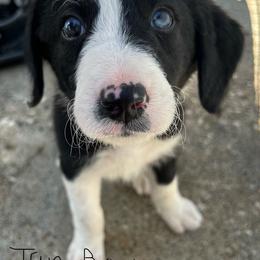 Bordoodle Puppies from Lunatic Kennel