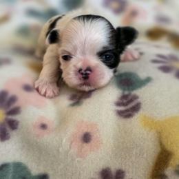 Poison Ivy - Green Collar - Black and white female Shih Tzu puppy in Troy, Ohio from Ever After Tails