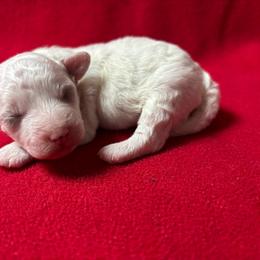 Alvin - White male Cavapoo puppy in Greensburg, Kentucky from Doodle Me Crazy