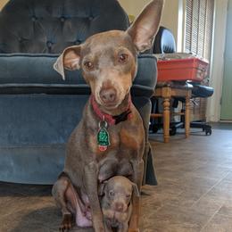 Gingey - Miniature Pinscher